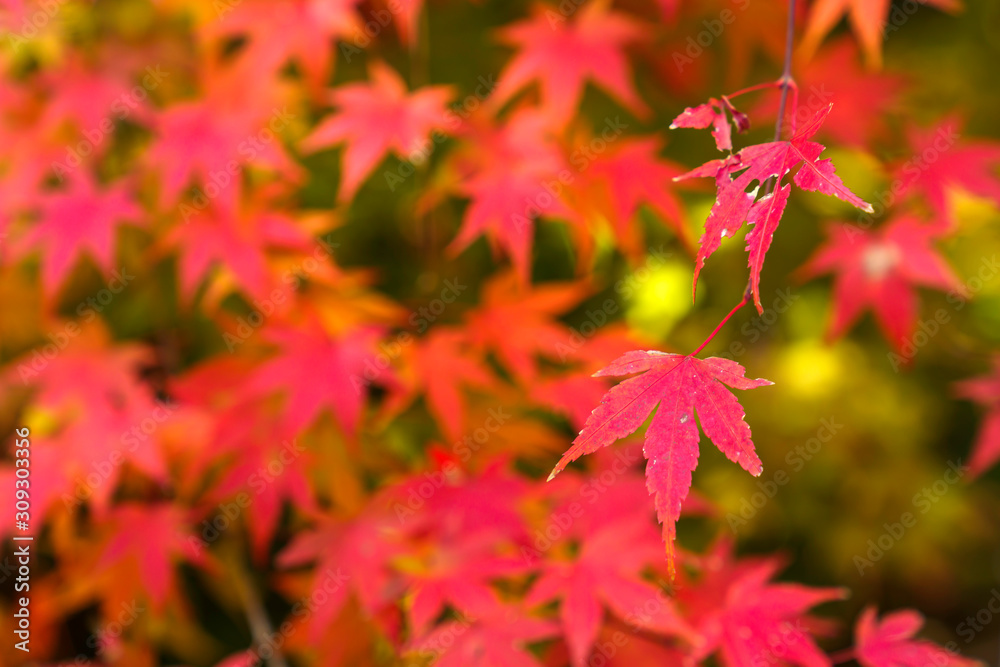 紅葉するモミジ