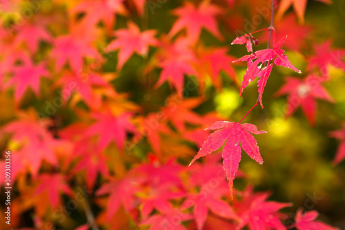紅葉するモミジ
