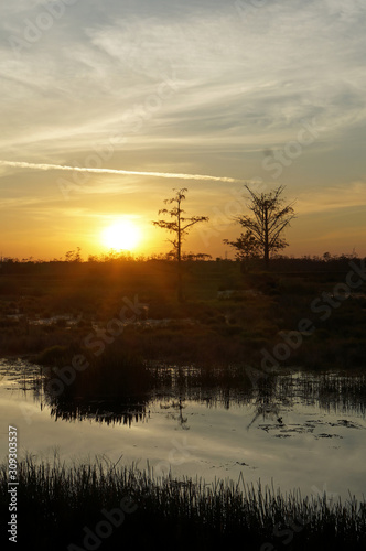 Louisiana swamp sunset and silhouettes