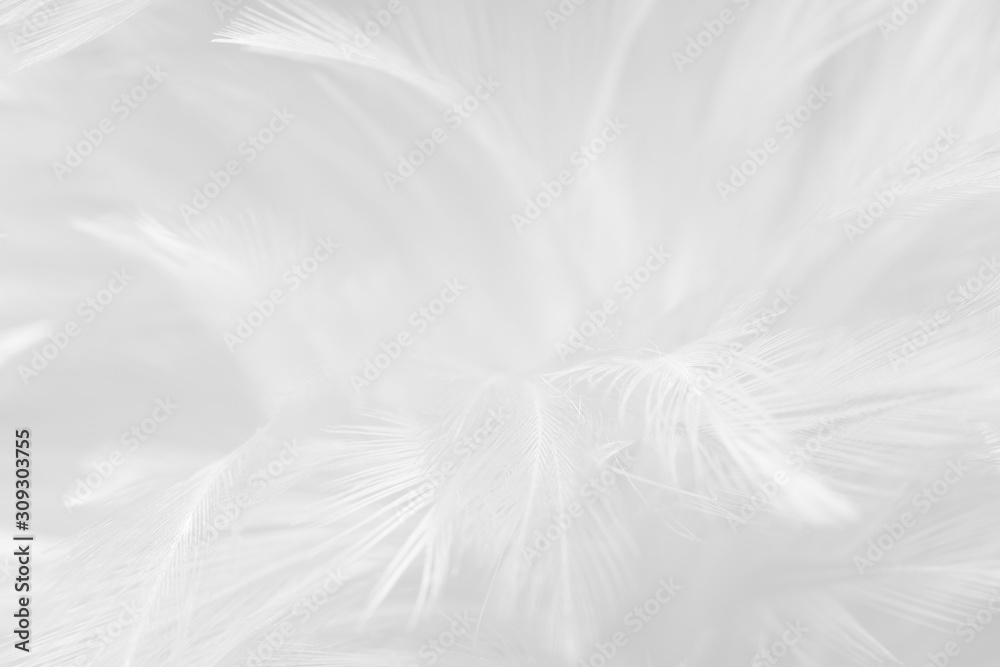 Beautiful white feather wool pattern texture background Beautiful white feather wool pattern texture background