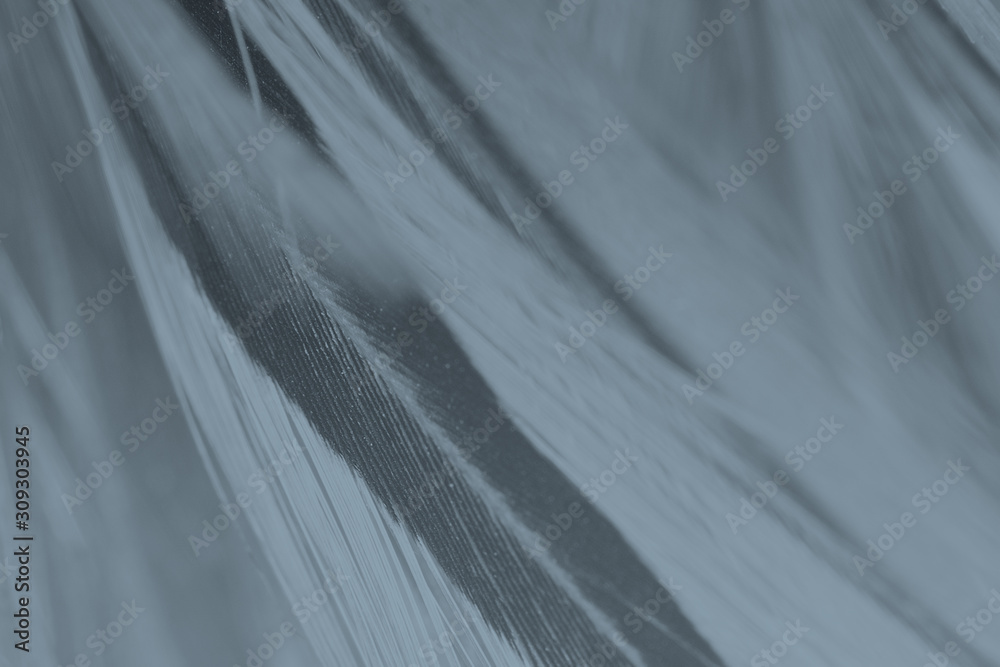 Obraz premium Beautiful black feather pattern texture background
