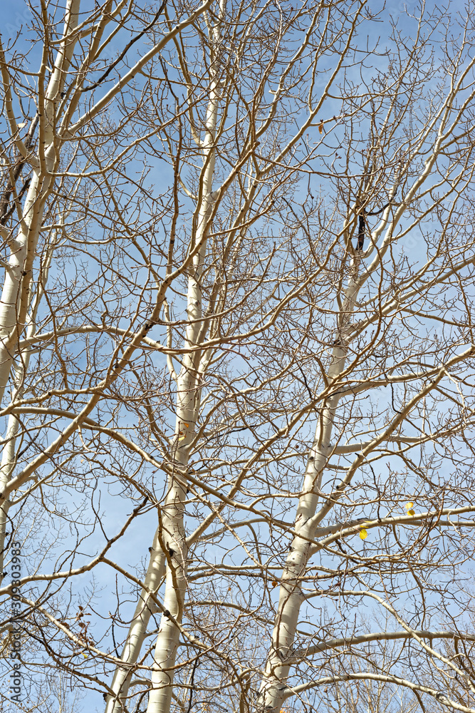 Bare Aspens Bare Aspens