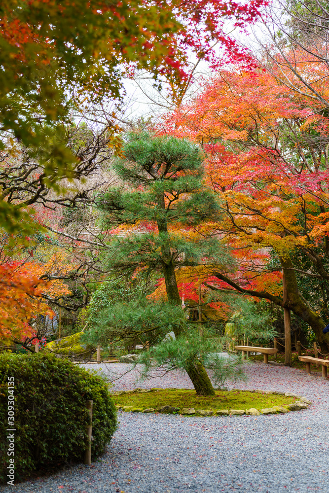 紅葉するモミジと松の木