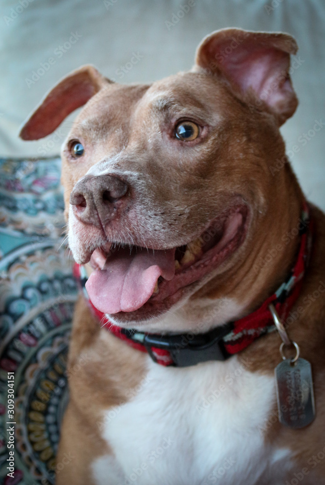 American Pit Bull Terrier Adorable  Smiling Dog 