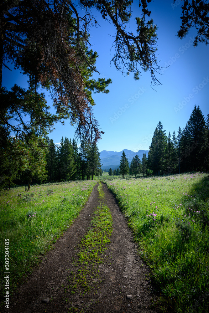 Double Wide Trail Exits Forest into Field Double Wide Trail Exits Forest into Field