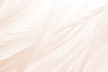 Beautiful white-brown feather texture background