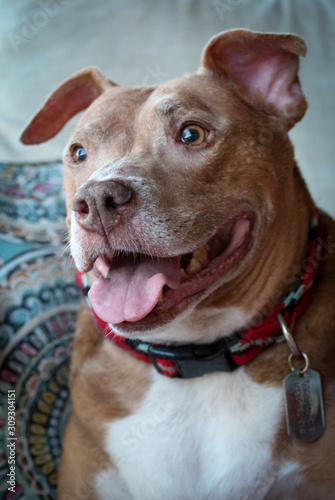 American Pit Bull Terrier Adorable  Smiling Dog  © LifeGemz