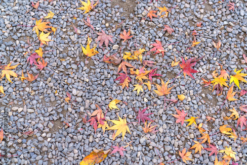 Obraz na płótnie 地面に落ちる紅葉したモミジ w salonie