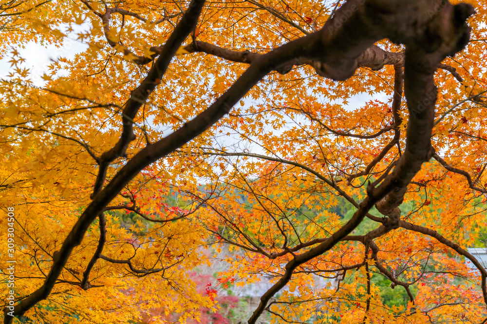 紅葉するモミジ