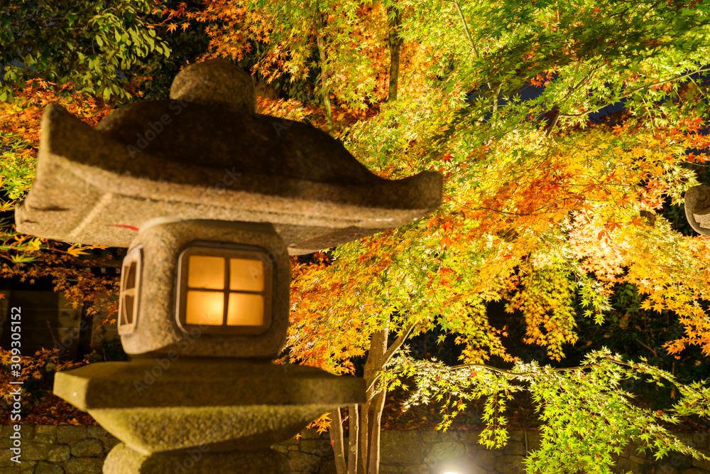 紅葉するモミジのライトアップと灯篭