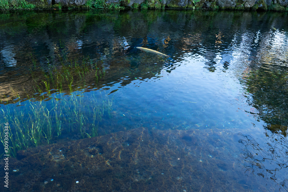 Fototapeta premium 忍野八海涌池(2)