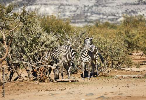 Zebra s grazing in their Natural Habitat