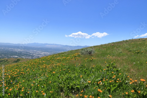 Spring wildflowers at the Wasatch mountain foothills