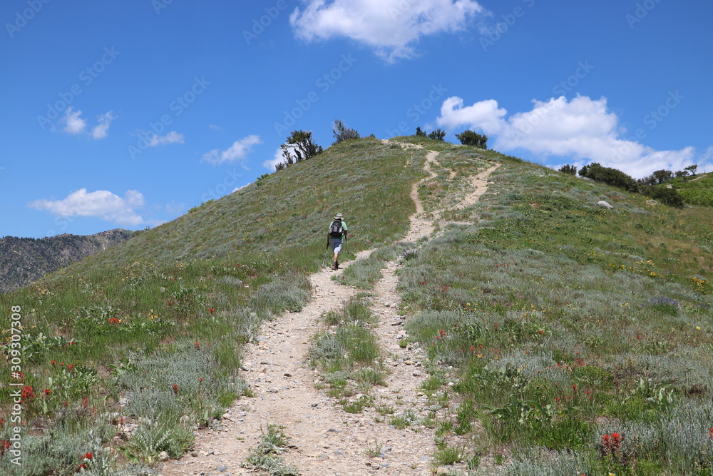 Hiker in the Wasatch Mountains in early summer (June) with lush greenery around