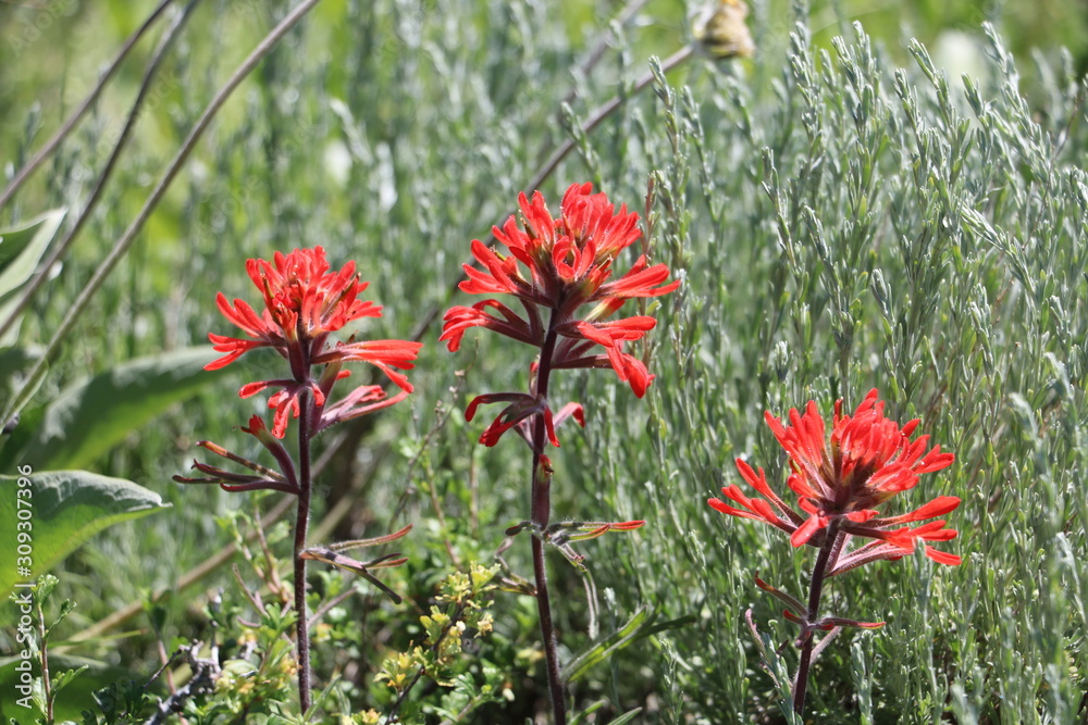 Red Indian Paintbrush blooms in the foothills of the Wasatch range near Salt Lake City, Utah in early summer Red Indian Paintbrush blooms in the foothills of the Wasatch range near Salt Lake City, Utah in early summer