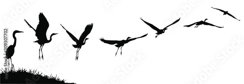 Fotografiet Vector silhouettes of a heron or egret taking flight.