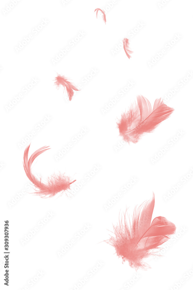 Beautiful group soft pink feather floating in air isolated on white background Beautiful group soft pink feather floating in air isolated on white background