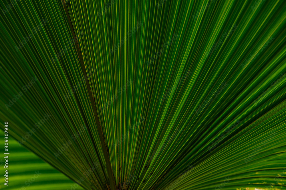 Close up of leaves texture or background Close up of leaves texture or background