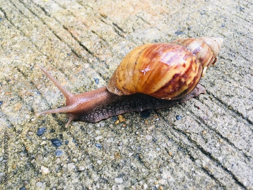 Foto Big garden snail (Helix Aspersa) in shell crawling on ground