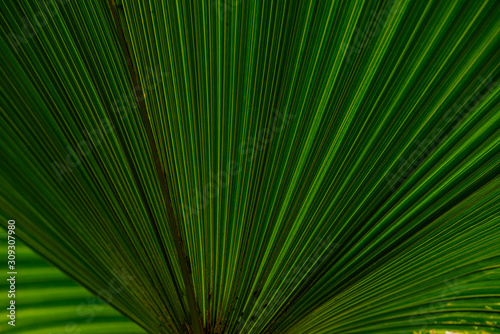 Close up of leaves texture or background