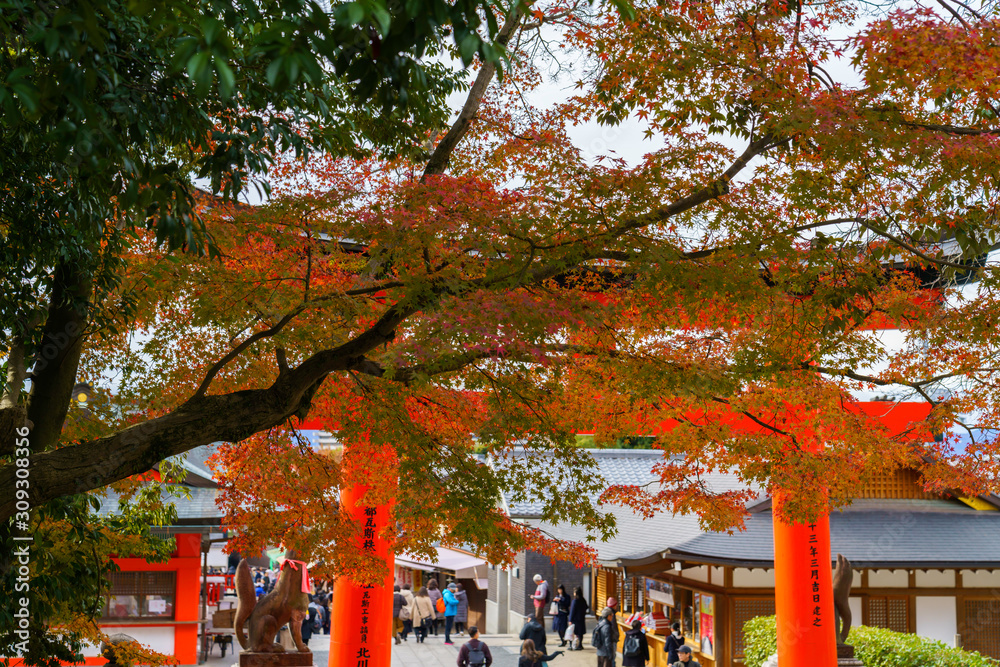 紅葉するモミジ