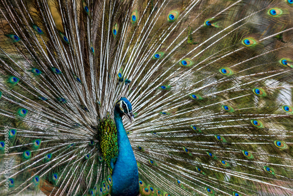 Obraz premium The Exotic Male Peacock with his stunning feather