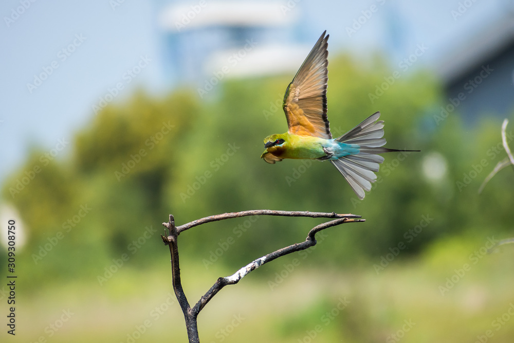 Blue tailed bee-eater (Merops philippinus) flying in motion