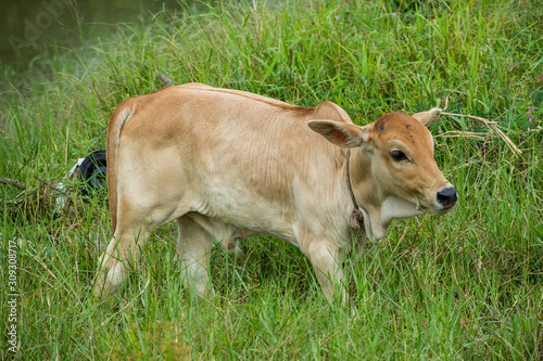 one young cow posture at green farm at village