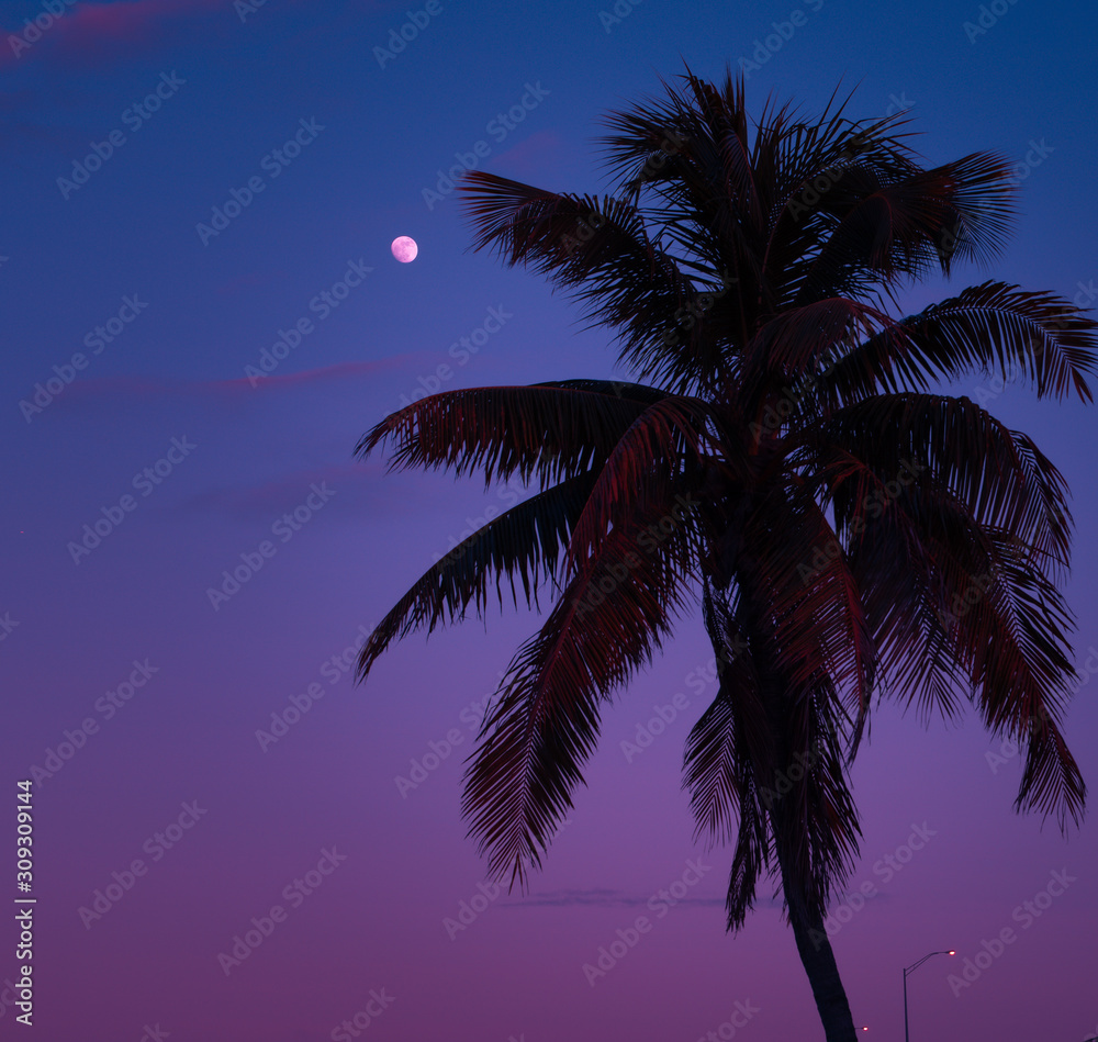 palm moon sunset tropical beach sky nature coconut travel landscape island ocean beautiful