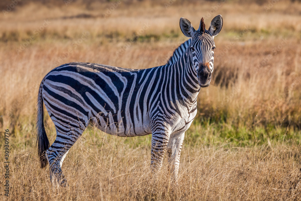 Burchell's zebra in Moremi Game Reserve Burchell's zebra in Moremi Game Reserve