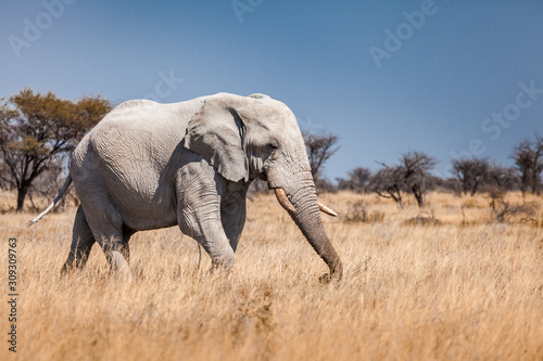 African elephant in Namibia