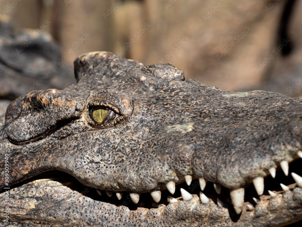 Obraz premium Close up Head of Crocodile was Sunbathing Isolated on Background