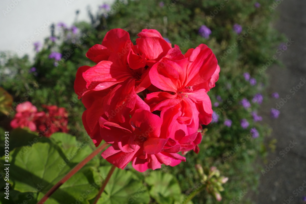 屋外に咲いた赤いゼラニウムの花 屋外に咲いた赤いゼラニウムの花