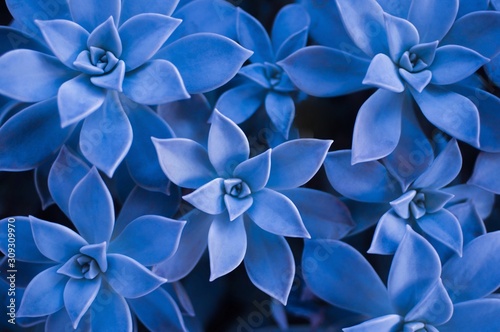 Fototapeta Classic blue color of the year 2020. Succulent plant background.
