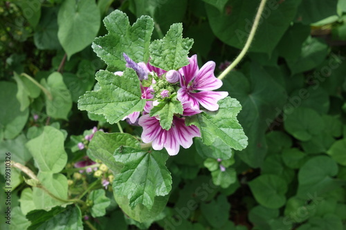 夏の紫のマロウの花