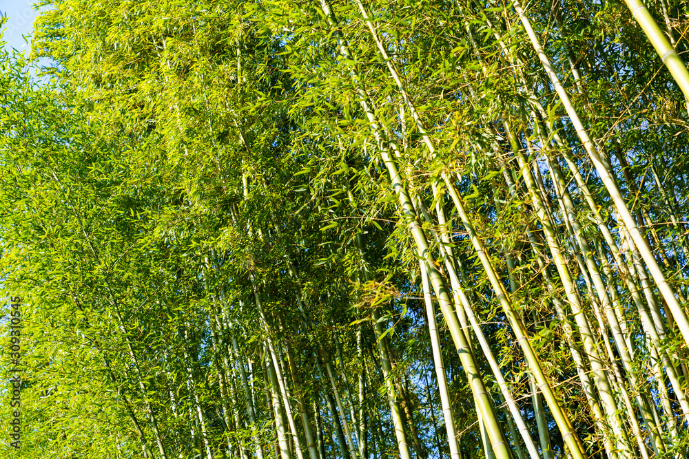 嵐山の竹林