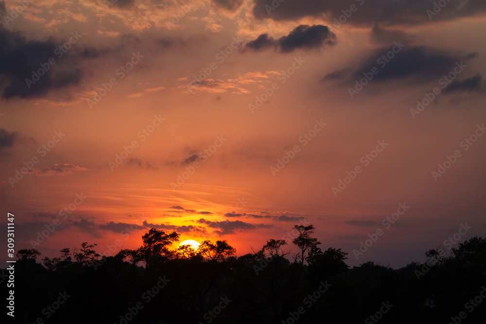 sunset against trees