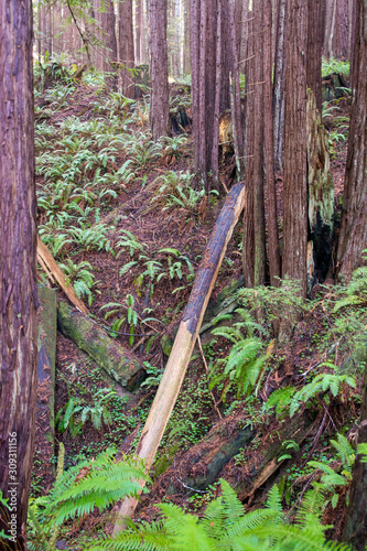 Redwood forest trees ferns and fallen .