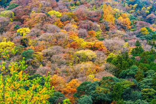 紅葉する山