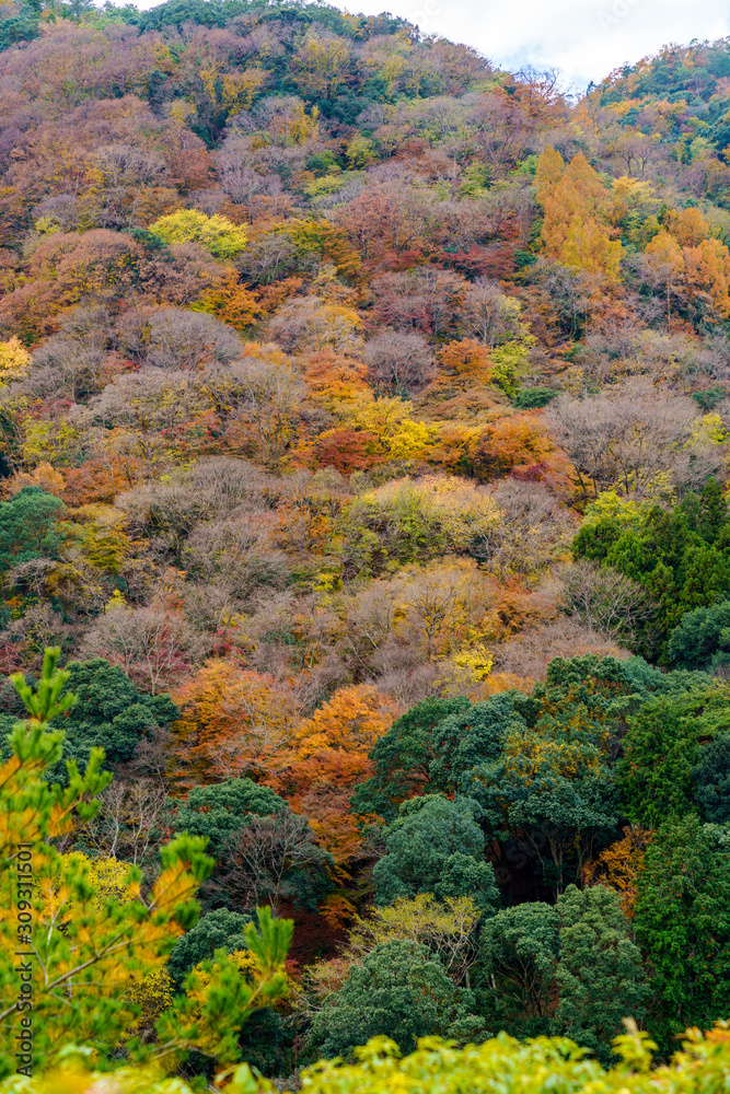 紅葉する山