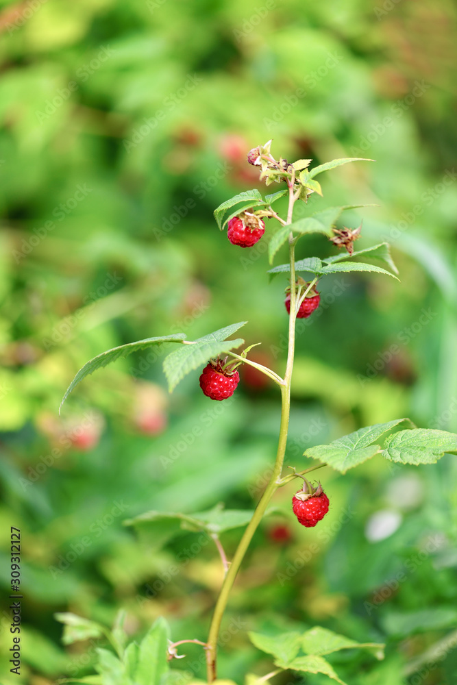 Raspberry. Berries red ripe raspberries are hanging on a Bush in the garden. Vertical photography