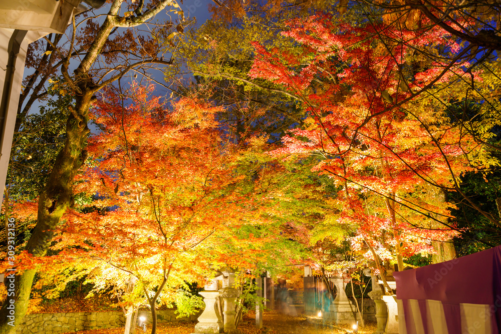 紅葉するモミジのライトアップ