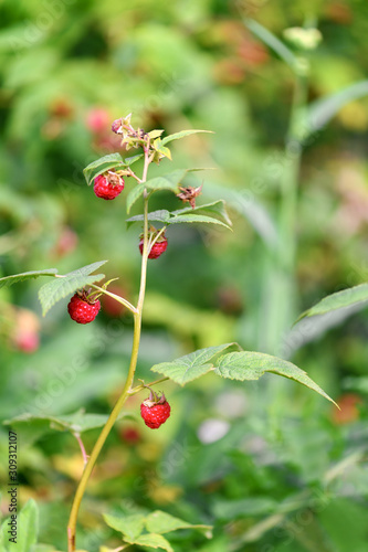 Raspberry. Berries red ripe raspberries are hanging on a Bush in the garden. Vertical photography