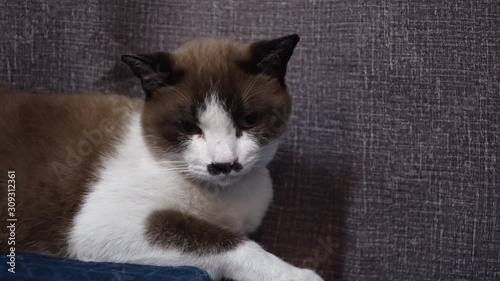 A Jealous Cat look at camera. Beautiful Brown White Cat lay on the floor and look at the camera. Pretty What Brown cat look camera and dodge the eyes. Focus Close-up Brown cat look at camera