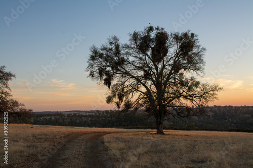 Oak tree sunset dirt road meadow pasture .
