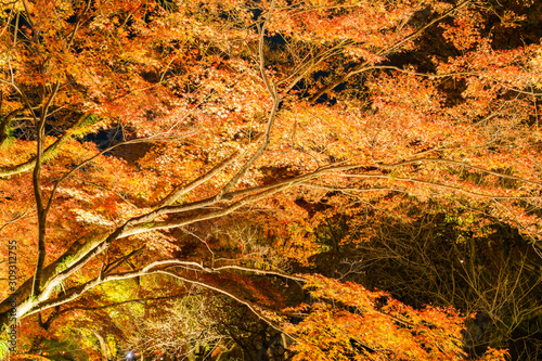 紅葉するモミジのライトアップ