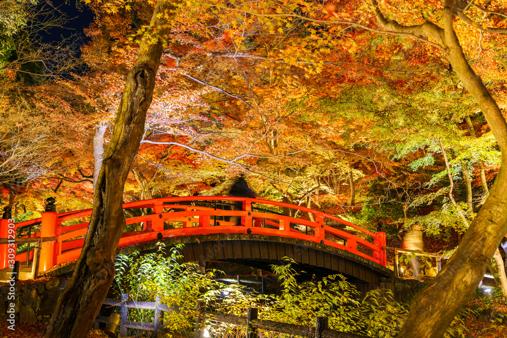 紅葉するモミジのライトアップ