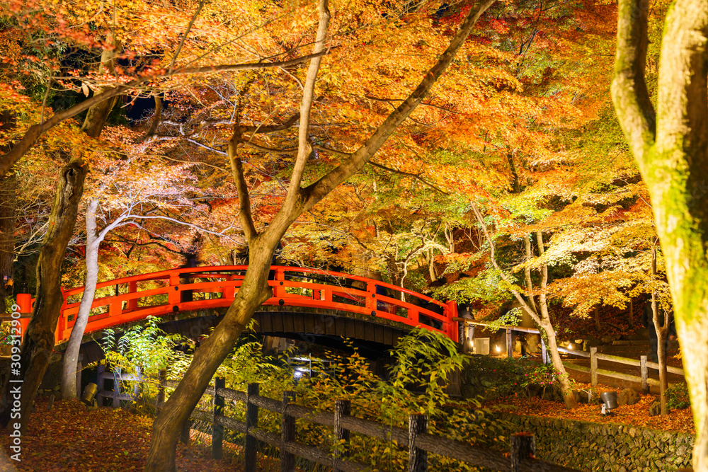 紅葉するモミジのライトアップ