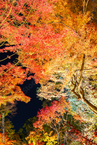 紅葉するモミジのライトアップ