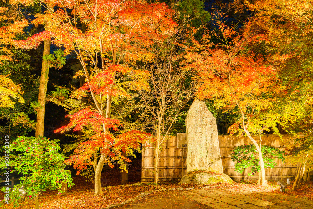 紅葉するモミジのライトアップ